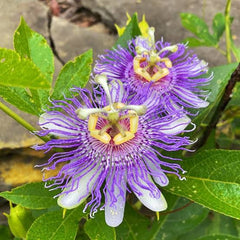 Passiflora Vine Plant (Purple) in Pakistan  Exotic Passion Flower for Gardens