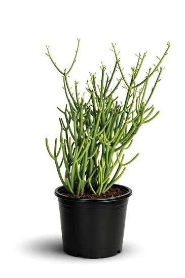 Pencil Cactus (Euphorbia tirucalli)  Low Maintenance Succulent Plant
