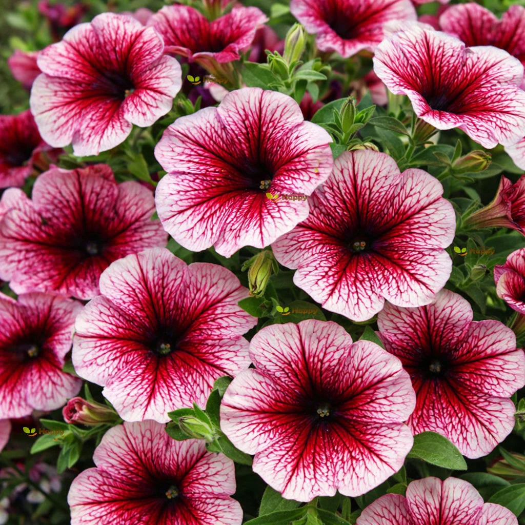 F1 Petunia Grandiflora Red Seeds in Pakistan  Hybrid Large Blooms for Winter Gardens