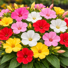 Petunia Hybrida Mix Seeds in Pakistan  Colorful Flower Seeds for Pots & Gardens
