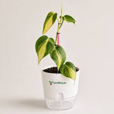 Philodendron Plant  Elegant, Air-Purifying & Low Maintenance