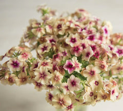 Phlox Caramel Seeds in Pakistan  Unique Seasonal Flower Variety