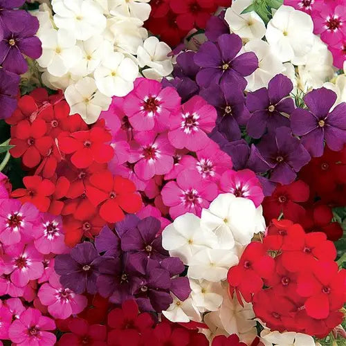 Phlox Dwarf Cuspidata Seeds in Pakistan  Compact Seasonal Colorful Flowers