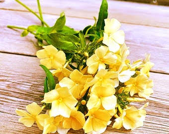 Phlox Yellow Seeds in Pakistan  Rare Seasonal Yellow Flower Variety