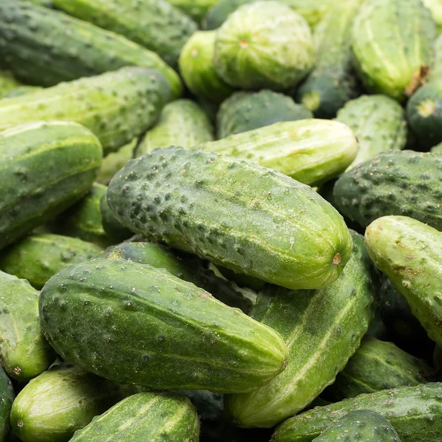 Pickle Cucumber Seeds (Hybrid) – Perfect for Pickling & Home Gardens