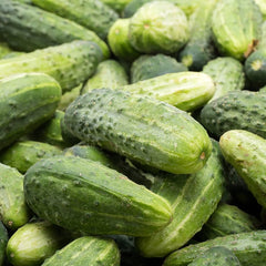 Pickle Cucumber Seeds (Hybrid) – Perfect for Pickling & Home Gardens