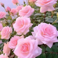 Pink Rose Plant seeds in Pakistan  Elegant Flowering Plant for Pots & Gardens