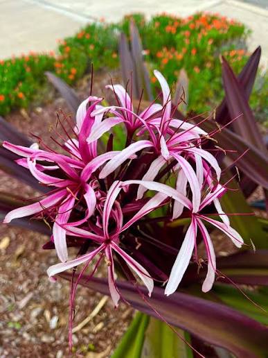 Pink Spider Lily (Lycoris Pink)  Elegant Bloom for Your Garden