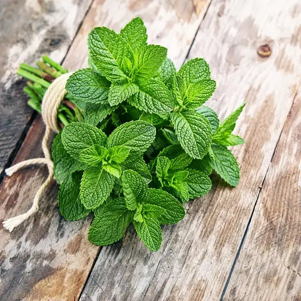 Hybrid Podina (Mint) Seeds  Fast-Growing, Aromatic Herb for High-Yield Gardening