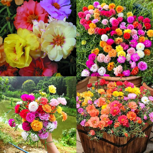 Portulaca Cuttings Mix Colour – Moss Rose Flower Plants