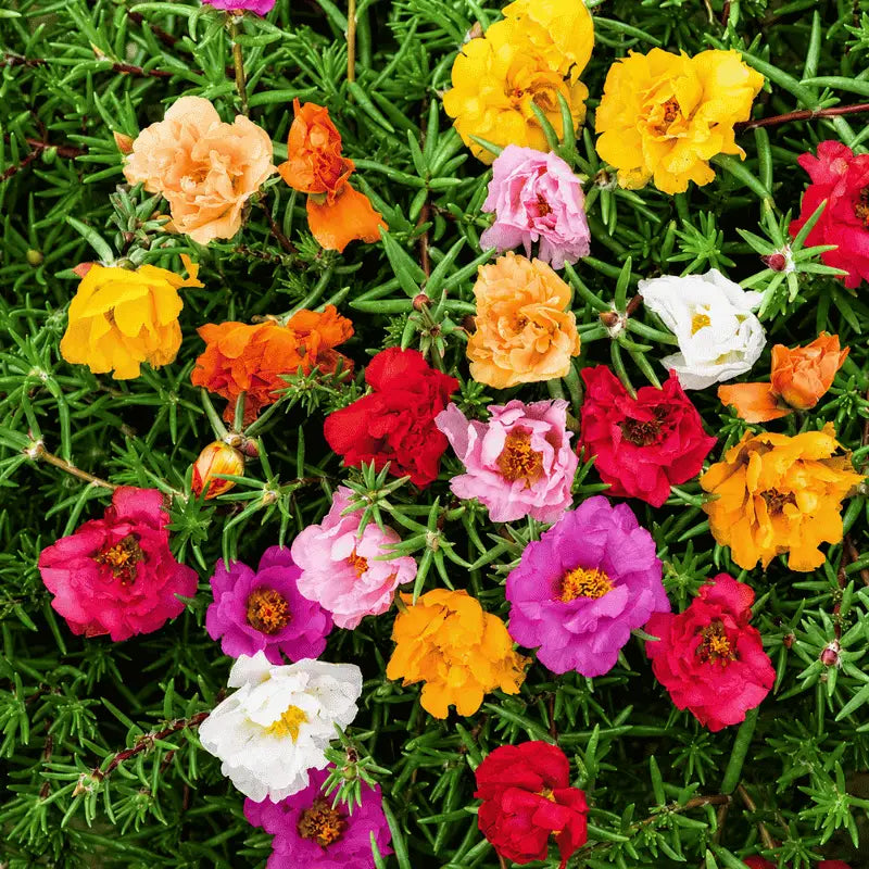 Portulaca Double Flowering Seeds – Heat Loving Moss Rose