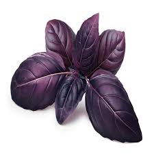 Purple Sweet Basil Hybrid Seeds in Pakistan  Decorative & Culinary Herb Seeds