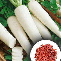 Radish Seeds – 1 KG Pack | Premium Quality Mooli Vegetable Seeds