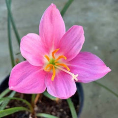 Rain Lily Hybrid Bussaba Bulb – Gorgeous Pink Blooming Rain Lily