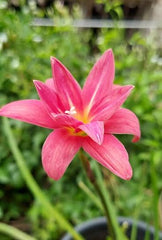 Rain Lily Hybrid Double Fuchsia Bulb – Vibrant Double-Petaled Fuchsia Bloom