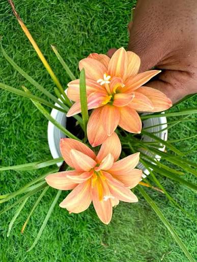 Rain Lily Hybrid Golden Compass Bulb – Bright Yellow Blooming Rain Lily