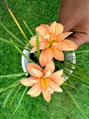 Rain Lily Hybrid Golden Compass Bulb – Bright Yellow Blooming Rain Lily