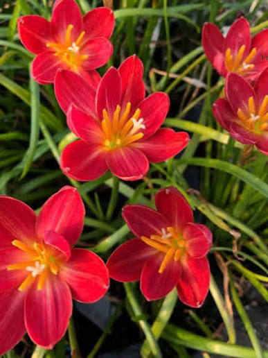 Rain Lily Hybrid Red Huan Huan Bulb – Vibrant Red Blooming Rain Lily