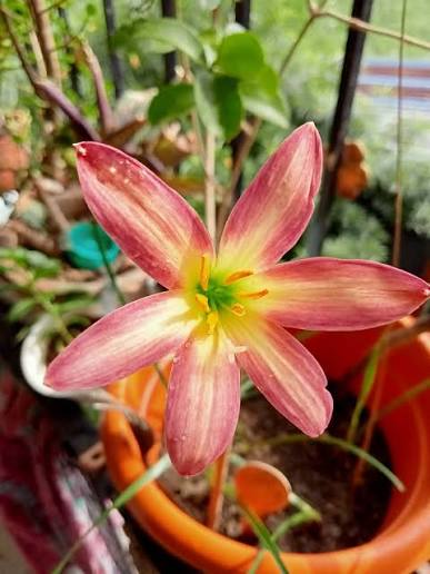 Rain Lily Hybrid RP-25 Bulbs (Zephyranthes) – Fast Blooming Summer Flower