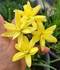 Rain Lily Hybrid Z Lemon Quartz Bulb – Bright Lemon-Yellow Blooming Rain Lily