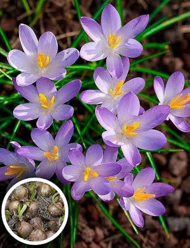 Rain Lily Hybrid (Purple Jade) Bulb – Elegant Purple Blooming Rain Lily