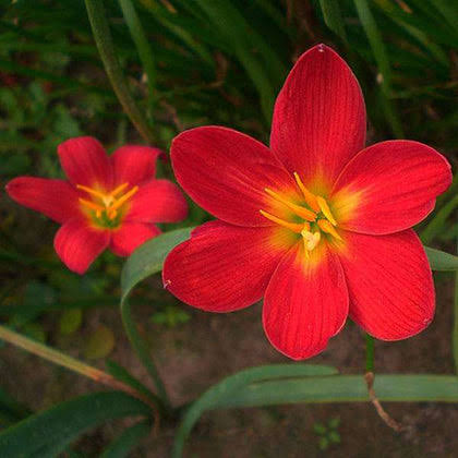 Rain Lily Hybrid (Red Joy) Bulb – Bright Red Blooming Rain Lily for Gardens