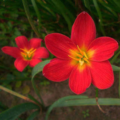 Rain Lily Hybrid (Red Joy) Bulb – Bright Red Blooming Rain Lily for Gardens