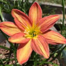 Rain Lily Hybrid Sila Sunset Bulb – Vibrant Orange-Pink Blooming Rain Lily