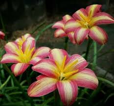 Rain Lily Hybrid Tamao Bulb – Elegant Pink Blooming Rain Lily