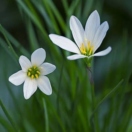 Rain Lily Hybrid Sparkling Grass Bulb – Bright White Blooming Rain Lily