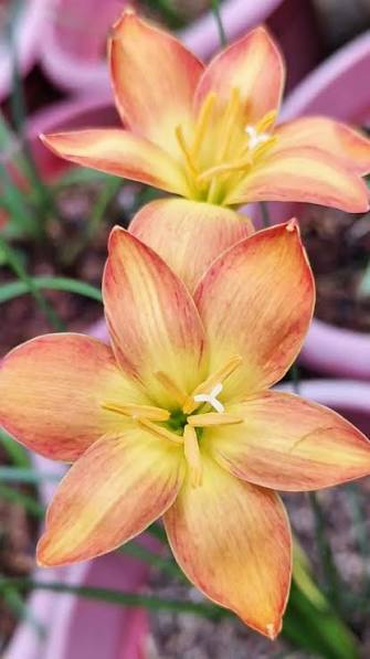 Rain Lily Hybrid Wagyu Bulb – Stunning White Blooming Rain Lily