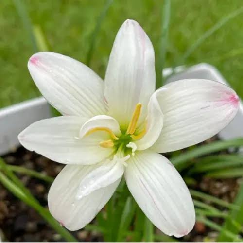 Rain Lily Hybrid Krungkao Bulb – Elegant White Blooming Rain Lily