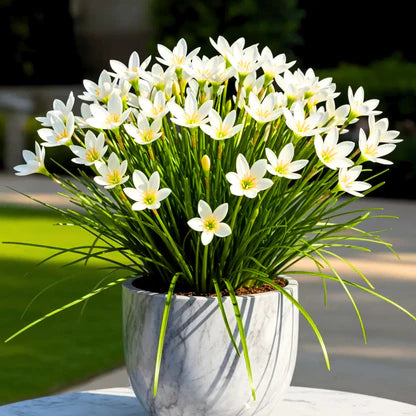 Rain Lily White  Graceful Monsoon Blooms