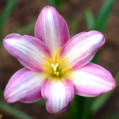 Rain Lily Hybrid Z Heart of Prachin Bulb – Stunning Pink Blooming Rain Lily