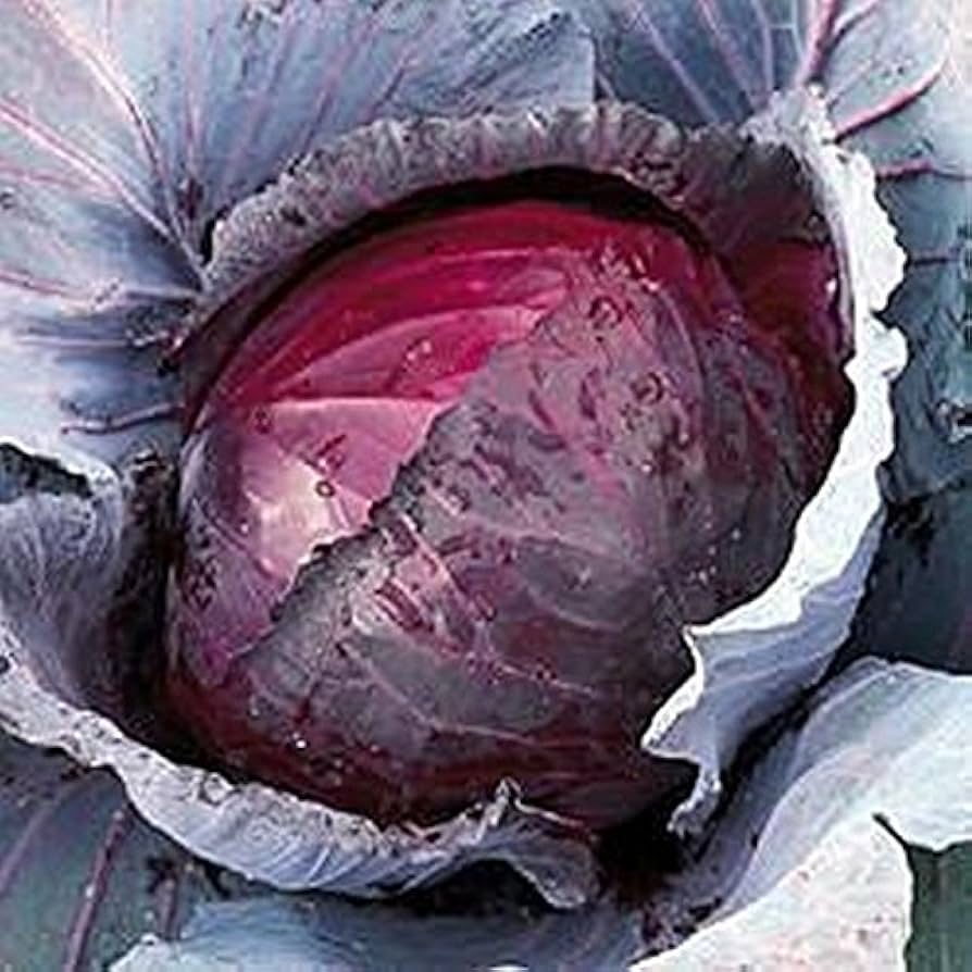 Hybrid Red Cabbage Seeds  Nutritious & Colorful Winter Vegetable