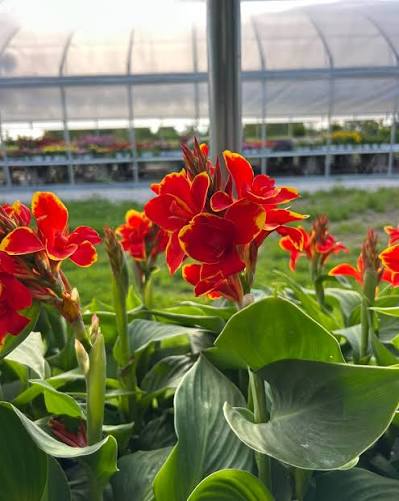 Red Canna/Cana Lily  Bold Tropical Beauty for Your Garden