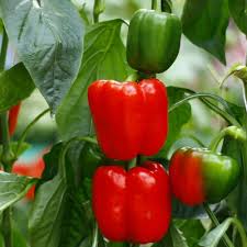 Red Capsicum Hybrid Seeds | Shimla Mirch Seeds for Kitchen Garden