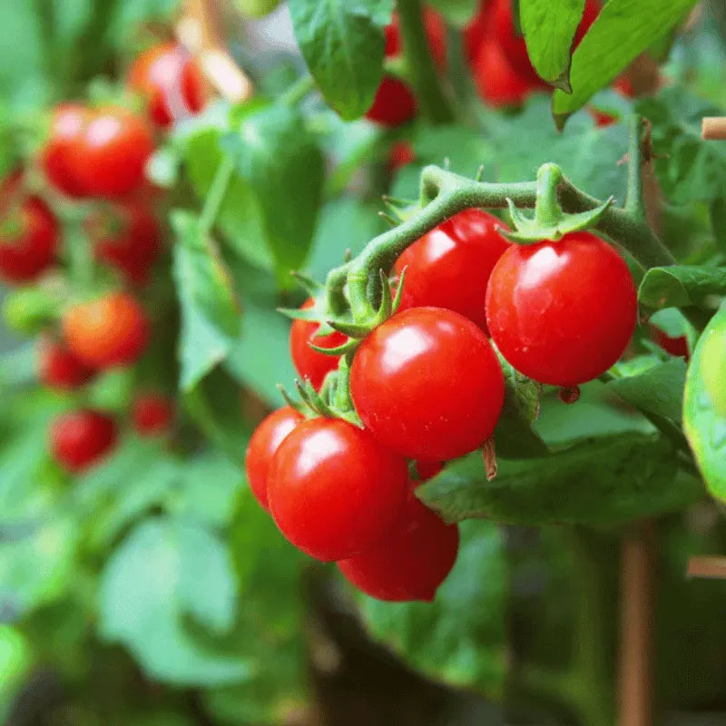 Buy Red Cherry Tomato Hybrid Plant Seeds Online in Pakistan | High Yield Variety