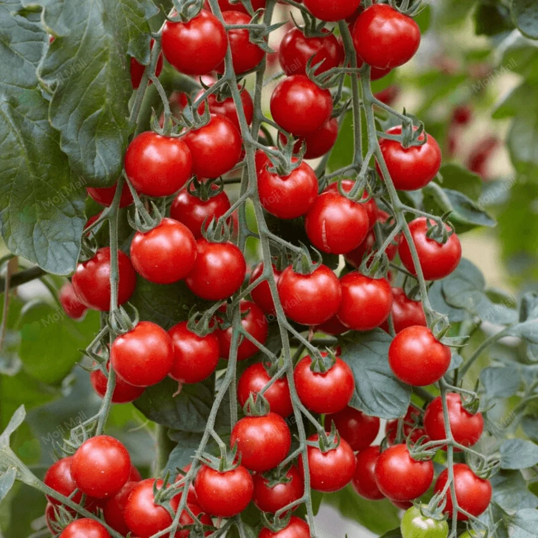 Buy Organic Red Cherry Tomato Seeds Online in Pakistan