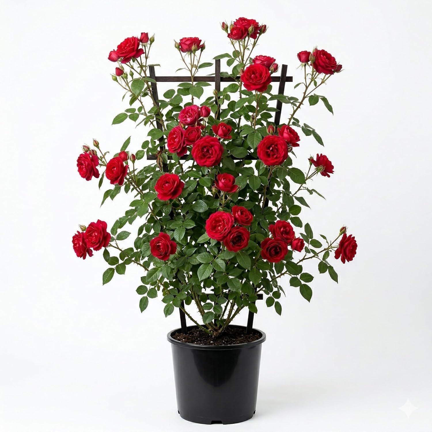 Red Climbing Rose Plant (Big Size) – Fragrant Flowering Rose Vine