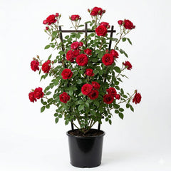 Red Climbing Rose Plant (Big Size) – Fragrant Flowering Rose Vine