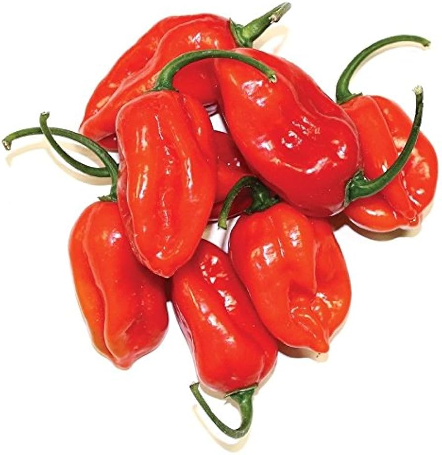 Red Habanero Pepper Seeds (Hybrid) – Spicy Hot Chili