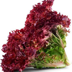 Hybrid Lollo Red Lettuce Seeds  Colorful & Nutritious Salad Green