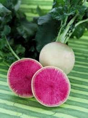 Hybrid Red Meat Radish Seeds  Exotic Winter Vegetable with Crisp Flavor