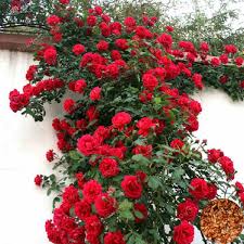 Red Rose Vine in Pakistan  Fragrant Climbing Rose Plant for Garden Dcor