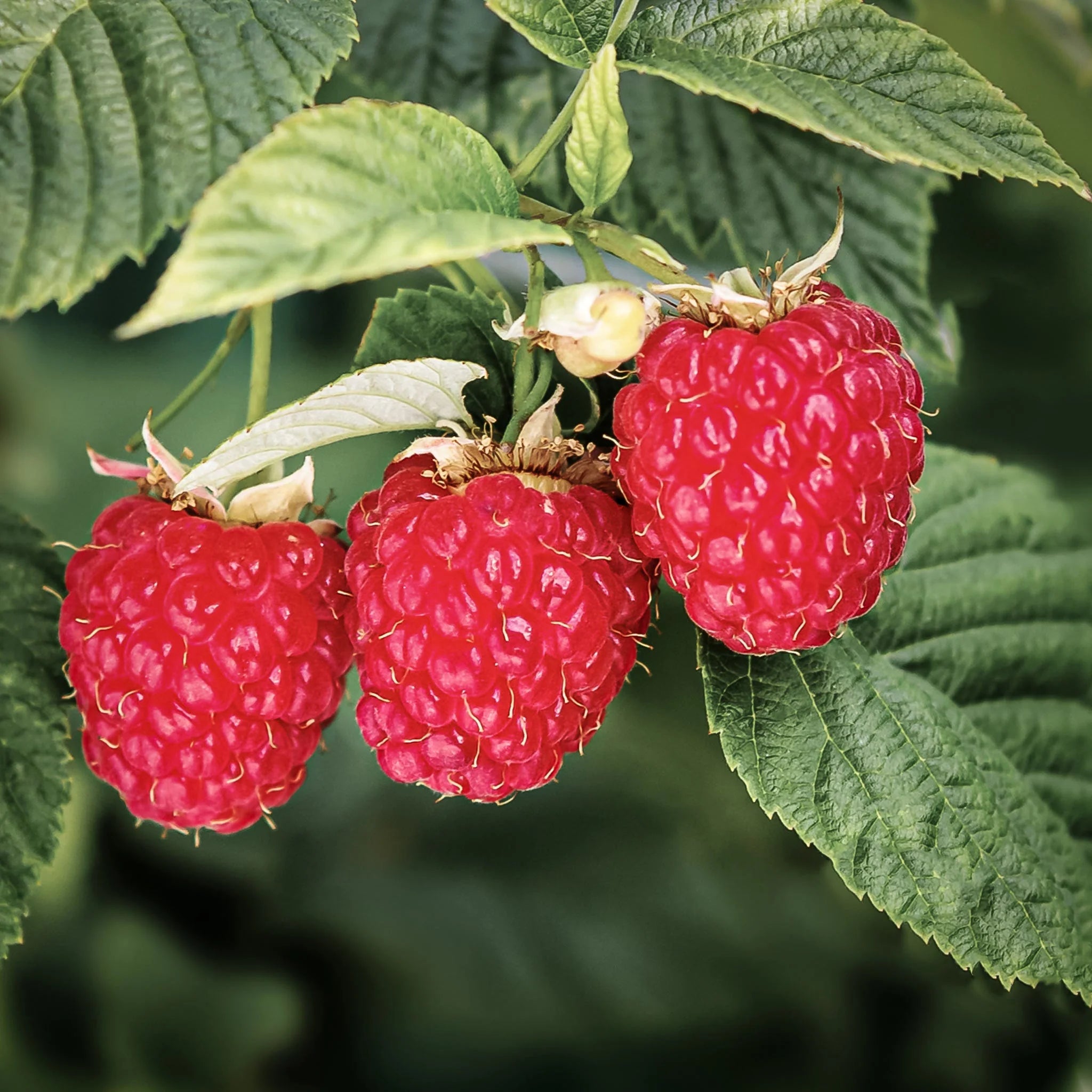 Boysen / Red Raspberry Plant  Sweet & Juicy Berries