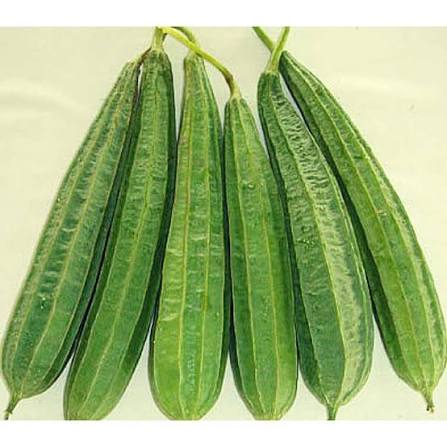 Buy Ridge Gourd (Tori) Hybrid Seeds Online in Pakistan | High Yield Variety