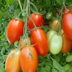 Buy Rio Grand Tomato Hybrid Plant Online in Pakistan | High Yield Variety