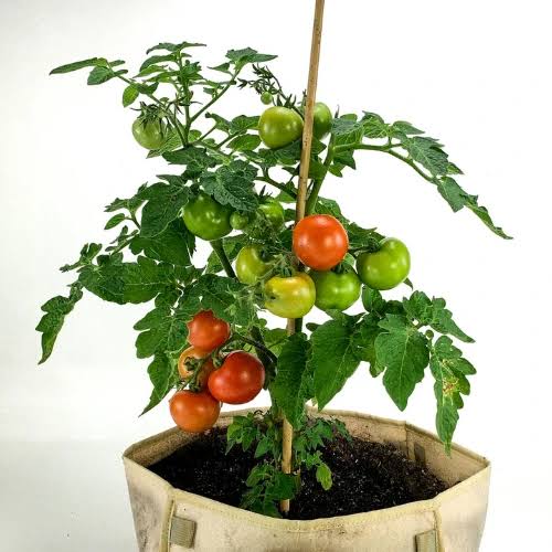 Buy Organic Rio Grand Tomato Plant Online in Pakistan | High Yield Chemical-Free