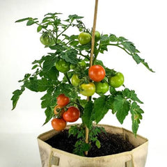 Buy Organic Rio Grand Tomato Plant Online in Pakistan | High Yield Chemical-Free